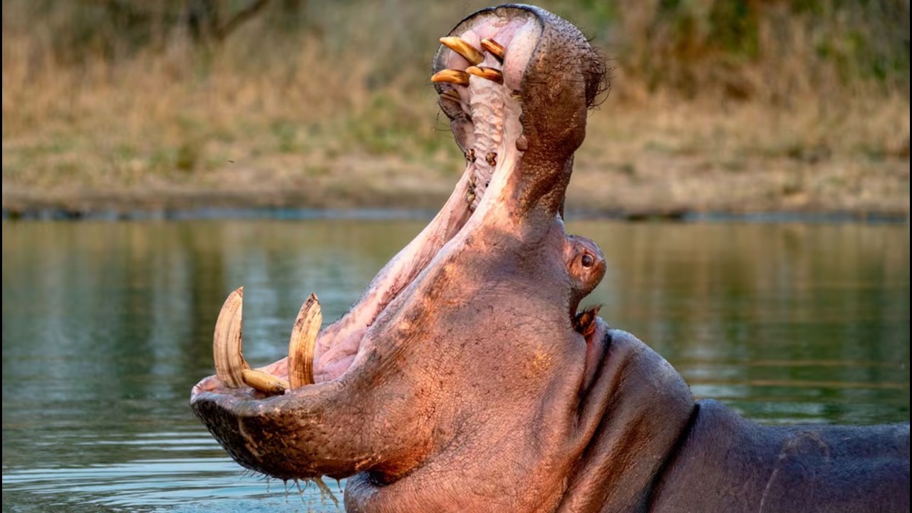 Los hipopótamo de Colombia va a ser eliminados