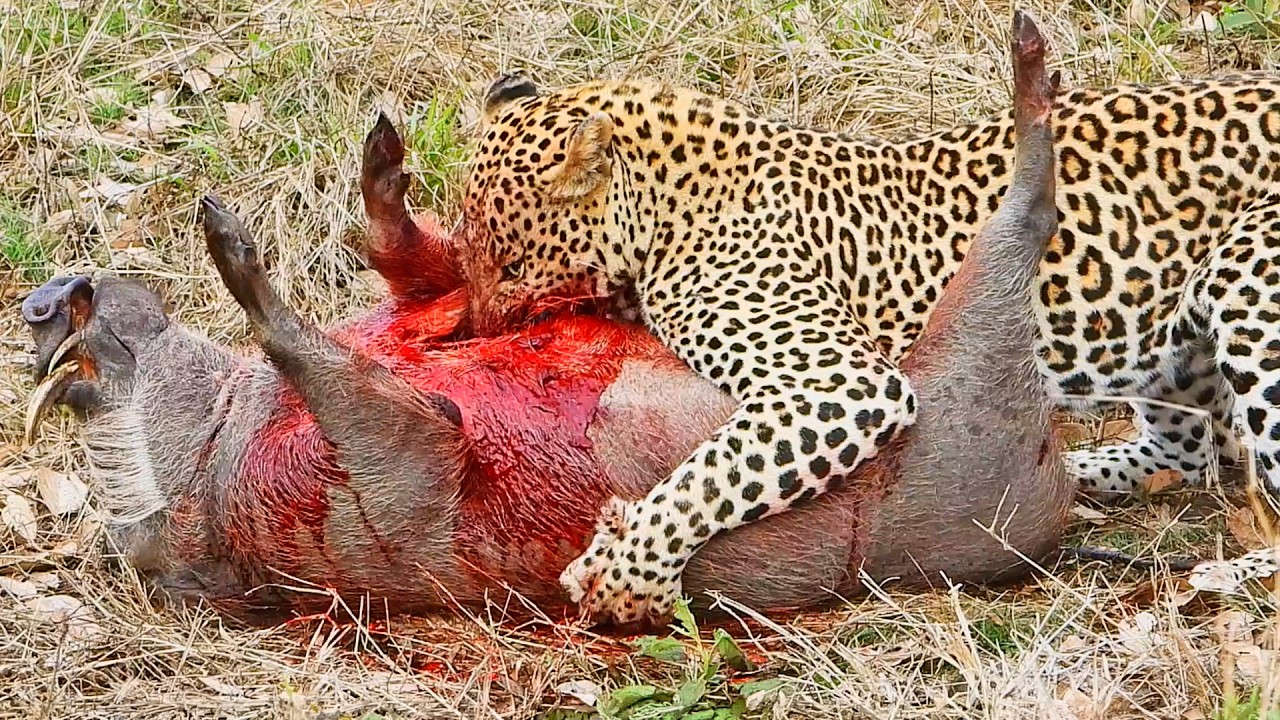 Leopard Rips Into Warthog’s Heart Before Lion Arrives