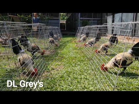 DL Grey Yellow Legged Hatch Breeding Pens Feeding Time - Big Farm Philippines Doyet Lapido Farm