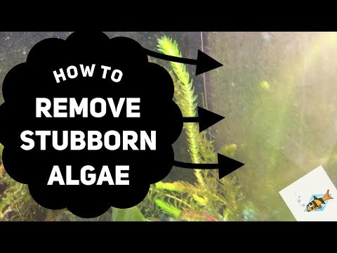 HOW TO REMOVE ALGAE FROM A FISH TANK