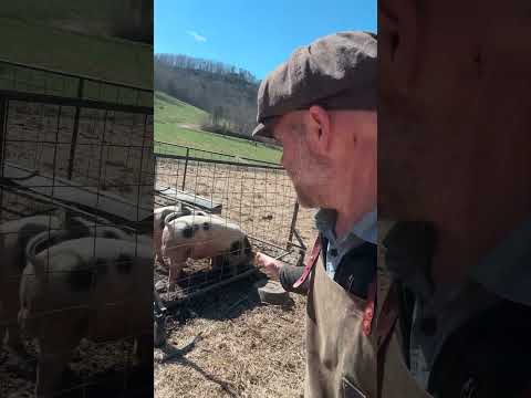 Winter Pork: Self-Sufficient Deep Litter Pig Farming