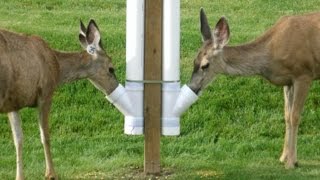 How to build an inexpensive homemade deer feeder...