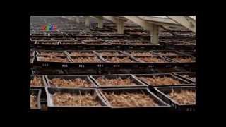 preview picture of video 'Nhân sâm Hàn Quốc - Tập 2: Nguồn dinh dưỡng vàng'