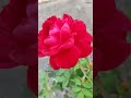 PHOOL GULAB KA Shorts