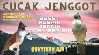 Download lagu Cucak Jenggot BESET - NGEPIK - RAPAT SUPER JERNIH (Masteran Cucak Jenggot) mp3