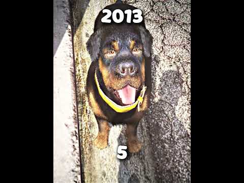 GTA V | Chop Age 🥀