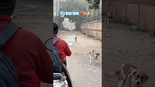 It’s true love 🥹💝🧿🙏🐶|#puppy