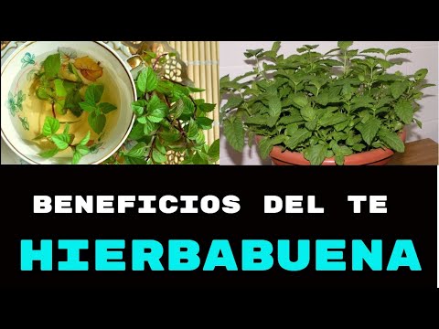 Te De  Hierbabuena Para Que Sirve 10 Beneficios Maravillosos De La Hierbabuena.