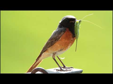 Uccello in natura nido animali liberi codirosso