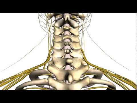 Spine tutorial (1) - Vertebral Column - Anatomy Tutorial