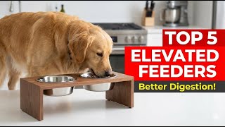 Top 5 best dog elevated feeding station review guide 2026 la