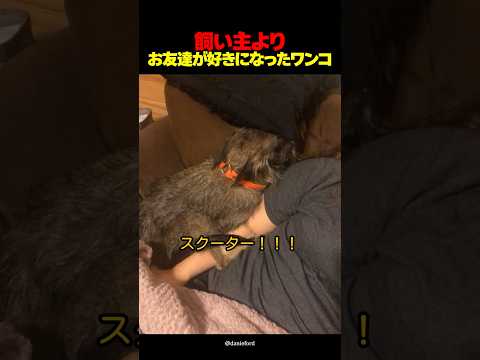 迎えに来たのに帰らない犬😂