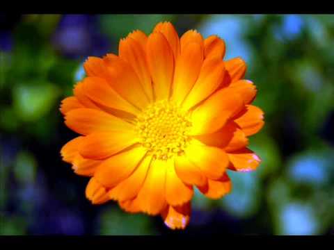 MC Skibadee Feat. Rachel Wallace (Produced by erb N dub) - All Of My Junglists