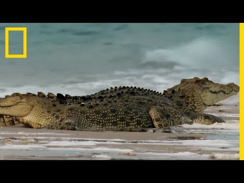 The gigantic saltwater crocodile, the largest reptile in the world