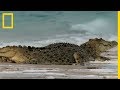 Le gigantesque crocodile marin, plus gros reptile du monde