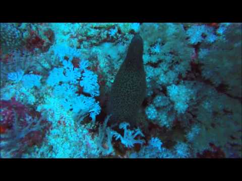 Brother's Islands Liveaboard 5th diving day - Elphinstone reef - 06.11.2014