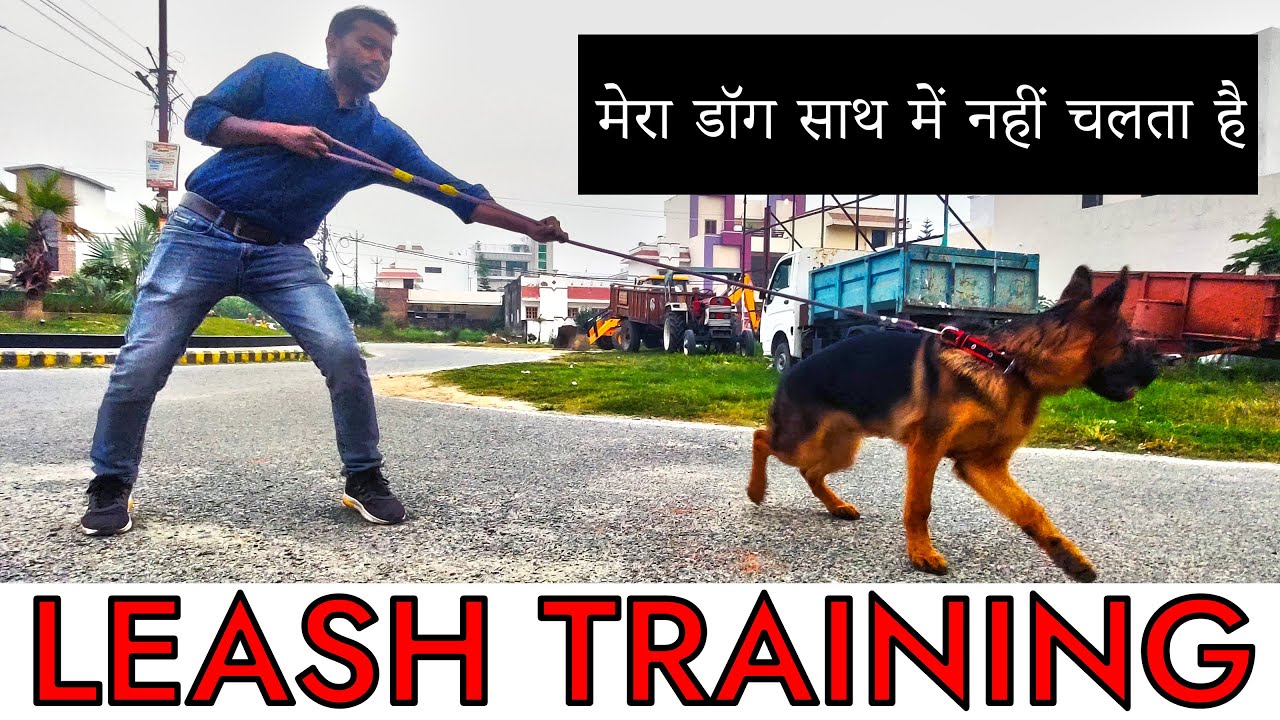 How to Stop Dog or Puppy Leash Pulling During Outside Walk GUARANTEED !! (Hindi) Smart Dog Training