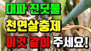 날씨가 따뜻해지니 땅속에있던 진딧물이 대파에 천연살충제로 방제했어요.