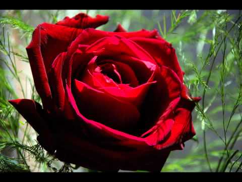 Gav Kelly & Claire McCallan -  Where the wild roses grow (cover)