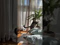 Funny Gray Tabby Cat Playing Around