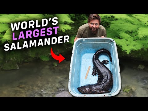 I Found The World's Largest Salamander