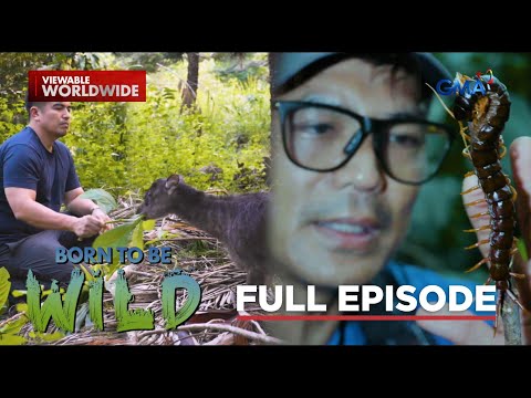 Rare Philippine Forest Dwellers (Full Episode) | Born to be Wild