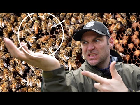 Supersedure Explained – When Two Queens Live In One Beehive