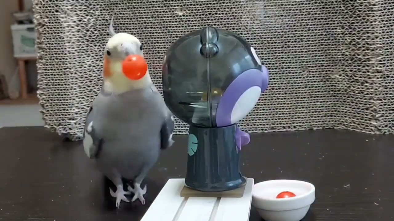 エンドレスガチャのオウムさんたちがかわいい