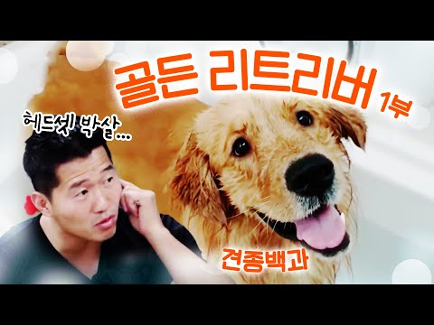 골든 리트리버 1부｜견종백과