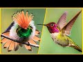 Download Lagu ISTIMEWA, Inilah 10 Jenis Burung Kolibri Paling Cantik Di Dunia Mp3 Free