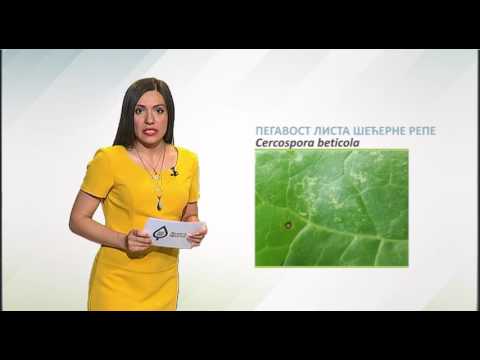 Zelena prognoza, 30.6.2017. - O merama u usevima šećerne repe