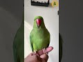 Parrot Calling Sound 1 Shorts Parrot