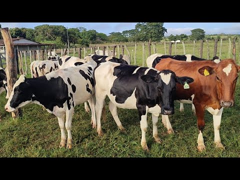 Novilhas à venda! Fazenda Ouro Verde; Lagoa do Ouro-PE