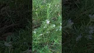 Download lagu Rosemary in flower mp3 Download lagu Rosemary in flower mp3