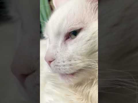 Cat Purring Loud With Mouth Open
