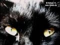 Tony Carey - In the absence of the cat
