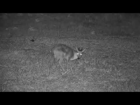 Djuma: Duiker drinks at the pan, then feeding - 20:28 - 08/15/21