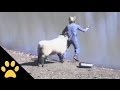 Sheep 1 Fisherman 0