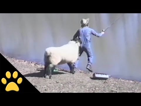 Mouton - 1, pêcheur - 0