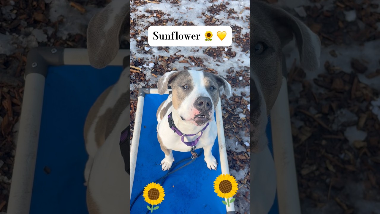 Enlarge Sunflower- My Fee Has Been Sponsored!, a Adoptable American Staffordshire Terrier in Briarcliff Manor, NY video 3/4