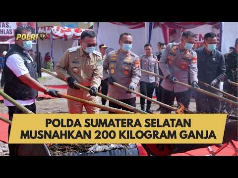 POLDA SUMATERA SELATAN MUSNAHKAN 200 KILOGRAM GANJA