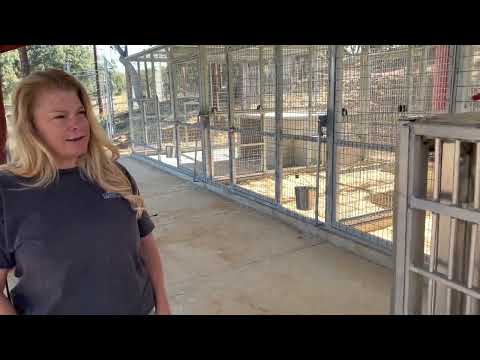 Rescued Tiger, Kallie, Update