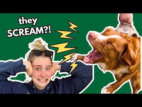 SHOCKING facts about this RARE dog breed |Nova Scotia Duck Tolling Retriever