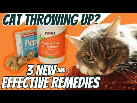 Cat Throwing Up? 3 Fast Acting Home Remedies