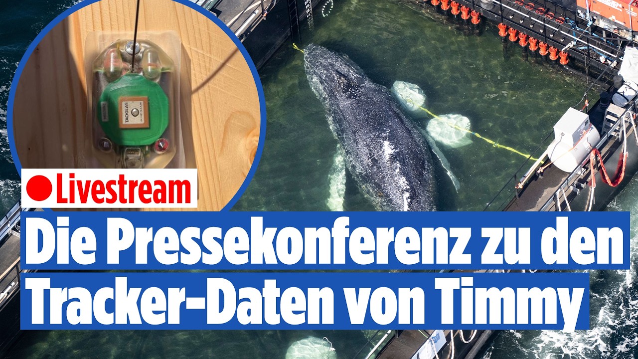 Neue Details zu Timmy! Pressekonferenz zu den Tracker-Daten | LIVE