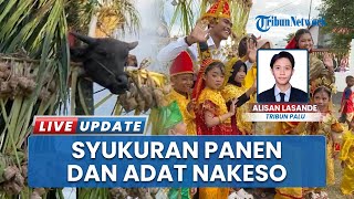 Tradisi Syukuran Panen & Adat Nakeso Lestarikan Kearifan Lokal, Warga Meriahkan Desa Binangga Sigi