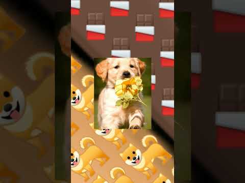 cute pup 🐕#saumya #trending