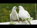 Thottu Viliche Nee Njetti Virache Malayalam Album Song Romantic Song