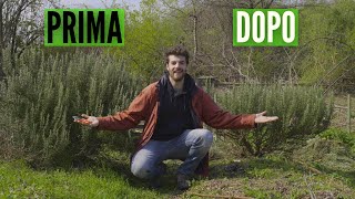 POTATURA del ROSMARINO, 3 regole fondamentali
