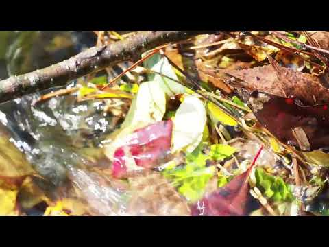 Water (Purification Meditation)